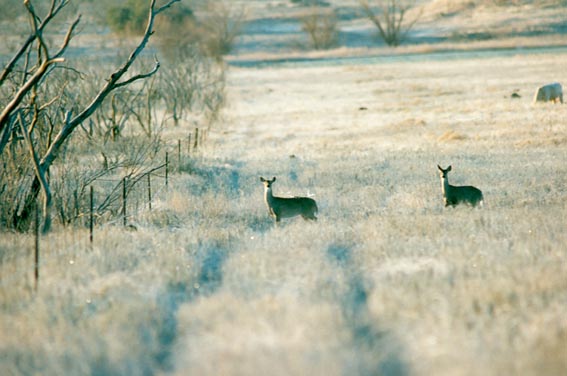 Deer in field in field at McKnight Ranch